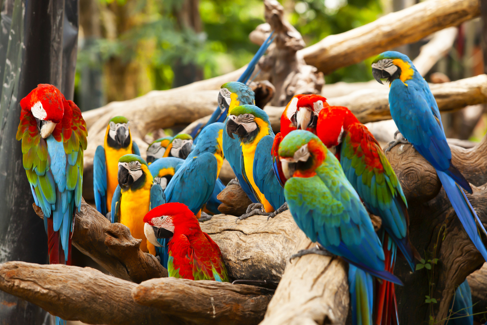 EXOTIC PARROTS