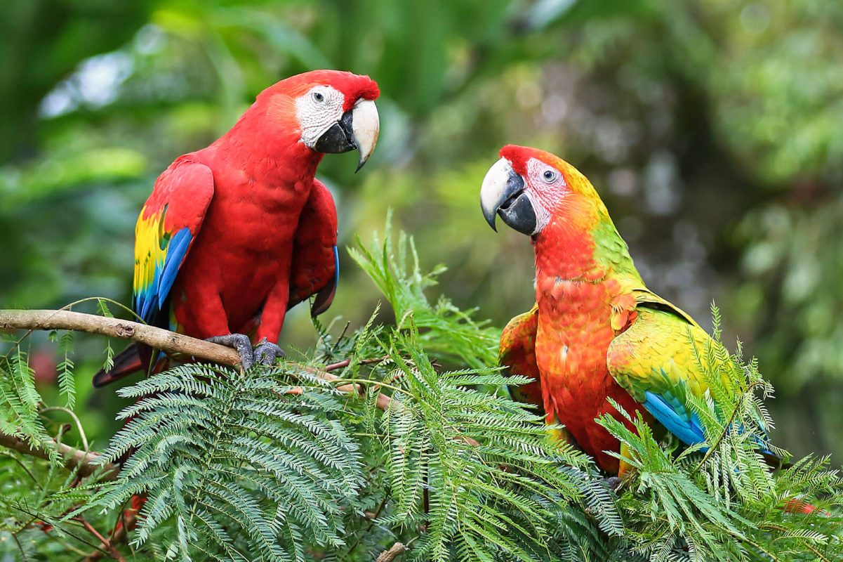 parrots for sale online