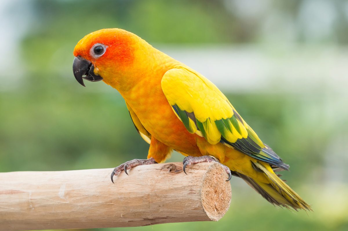 sun conure for sale online