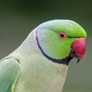 Asiatic Parrots