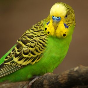 Australian Parakeets