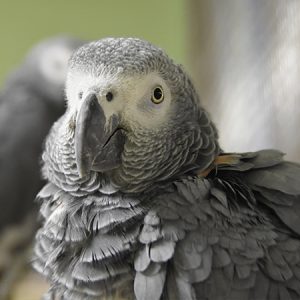 African Grey Congo