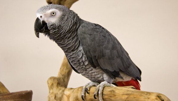 African Grey Congo 3