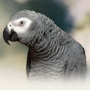 African Grey Congo