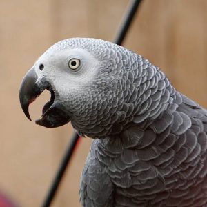 African Grey Congo 4