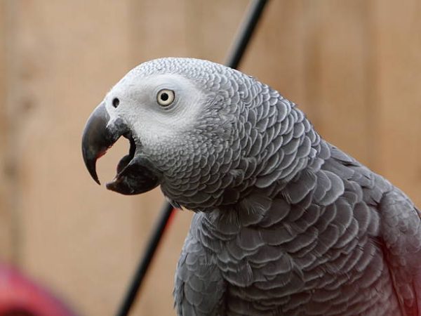 African Grey Congo 4