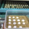 African Grey Parrot Eggs