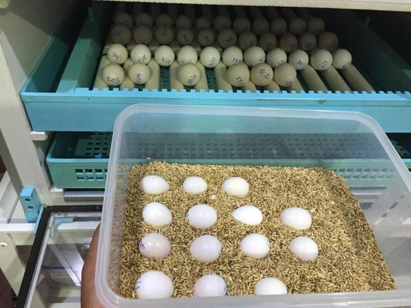 African Grey Parrot Eggs