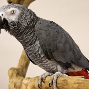 African Grey Parrots