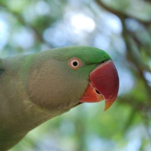 Alexandrine Parakeet