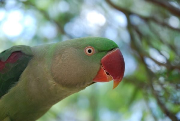 Alexandrine Parakeet