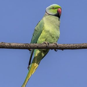 Alexandrine Parakeet 2