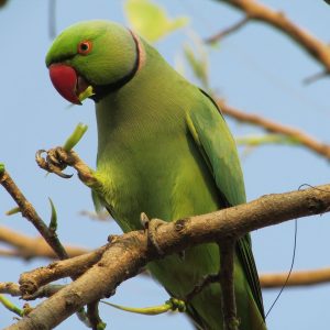 Alexandrine Parakeet 3