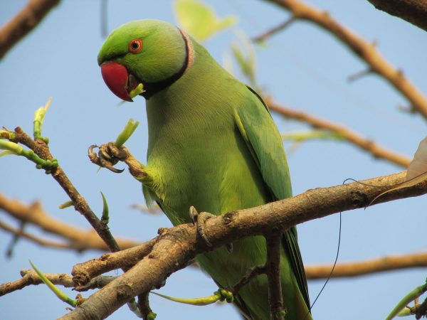 Alexandrine Parakeet 3