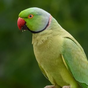 Alexandrine Parakeet