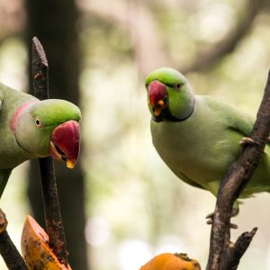 Alexandrine Parakeet 4