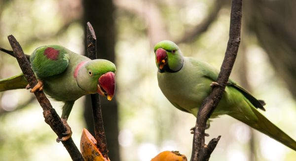 Alexandrine Parakeet 4 scaled