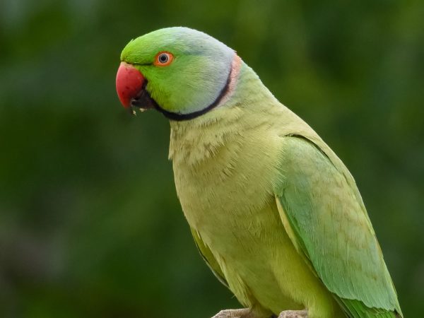 Alexandrine Parakeet