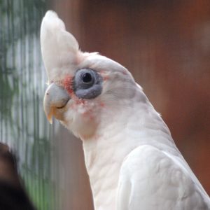 Bare-Eyed Cockatoo