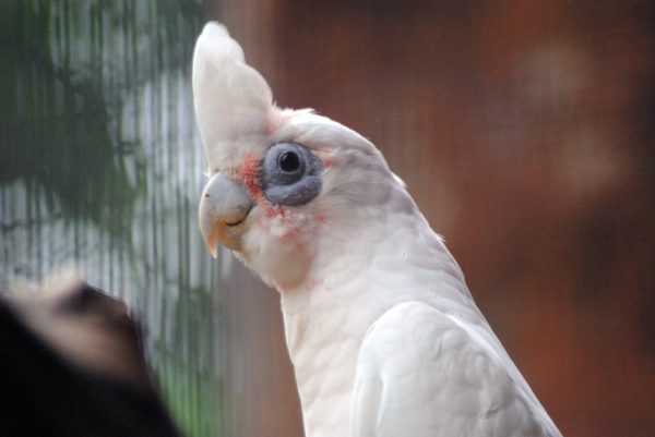 Bare-Eyed Cockatoo