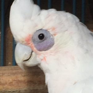 Bare Eyed Cockatoo 2