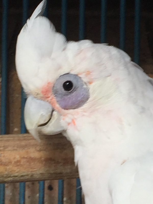 Bare Eyed Cockatoo 2 scaled