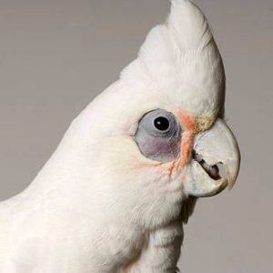 Bare Eyed Cockatoo 3