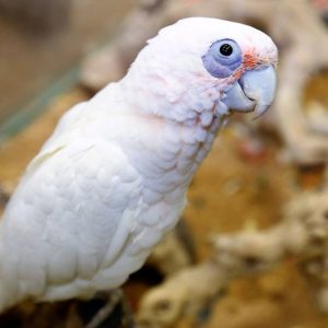 Bare-Eyed Cockatoo