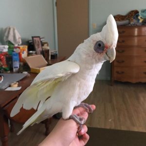 Bare Eyed Cockatoo 4