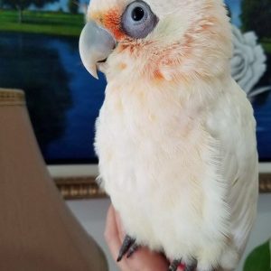 Bare Eyed Cockatoo 5