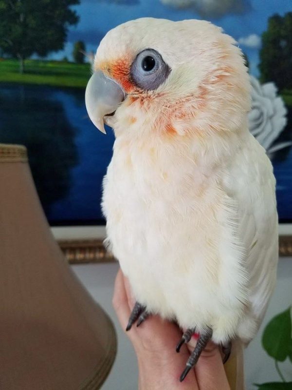 Bare Eyed Cockatoo 5