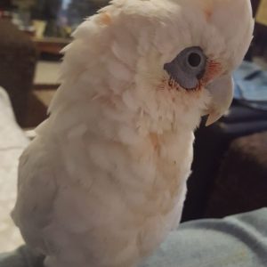 Bare Eyed Cockatoo 6