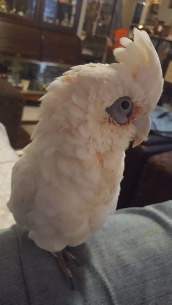 Bare Eyed Cockatoo 6