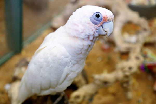 Bare-Eyed Cockatoo