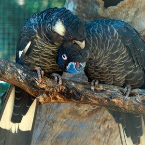 Baudin's Black Cockatoo