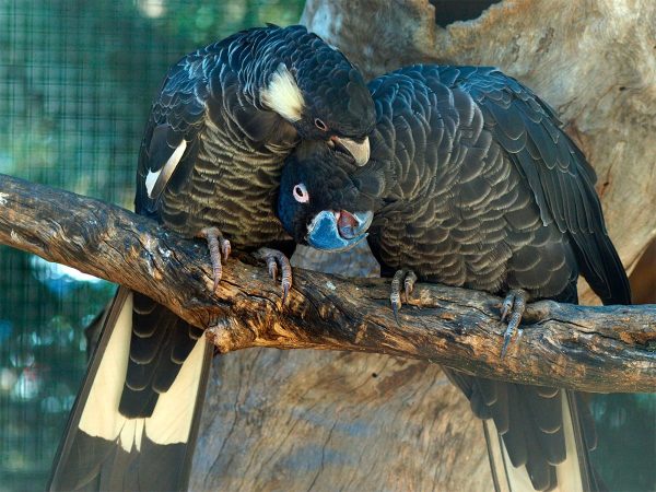 Baudin's Black Cockatoo