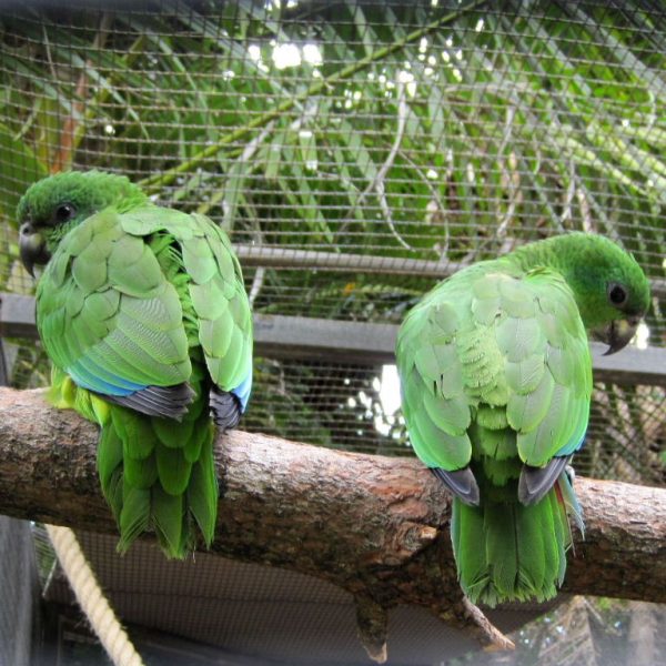 Black-Billed Amazon