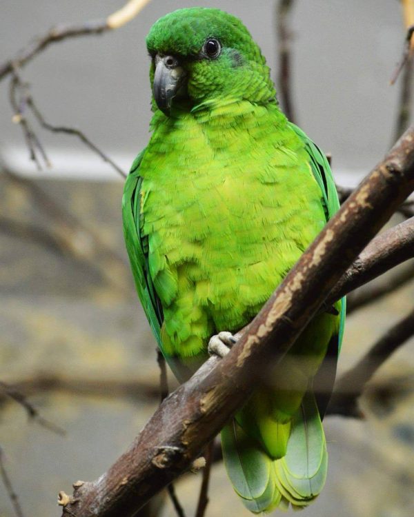 Black Billed Amazon 3