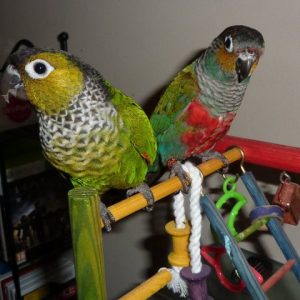 Black Capped Conure