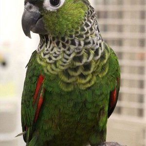 Black Capped Conure 3