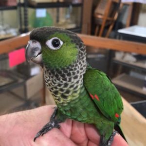 Black Capped Conure 4