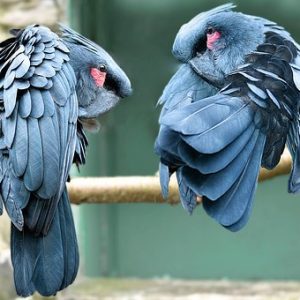 Black Palm Cockatoo