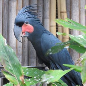 Black Palm Cockatoo