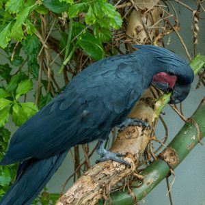 Black Palm Cockatoo 3