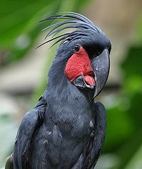 Cockatoo Parrots