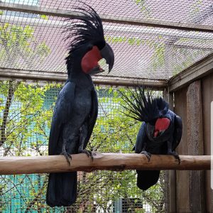 Black Palm Cockatoo