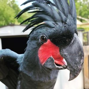 Black Palm Cockatoo