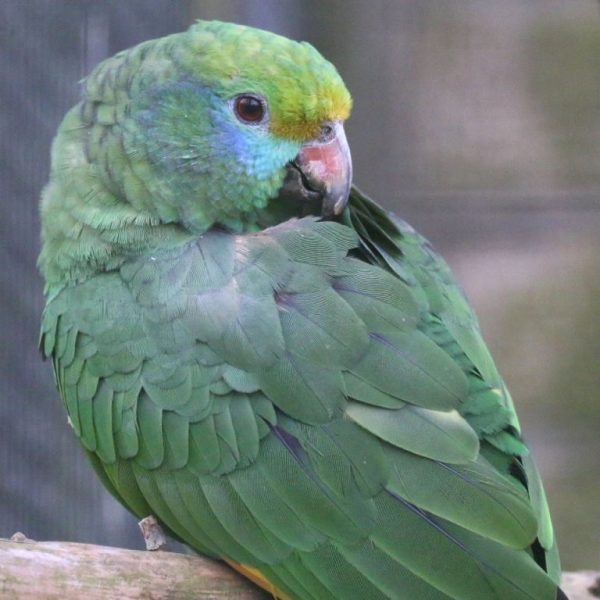 Blue-Cheeked Amazon