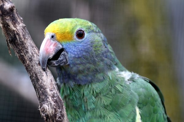 Blue-Cheeked Amazon