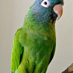 Blue Crowned Conure